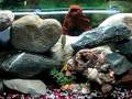 videos de David's Cichlid Tank 100 Gallons( Bad Lighting Sorry!)