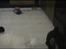 Toy Poodle Puppies Playing #1