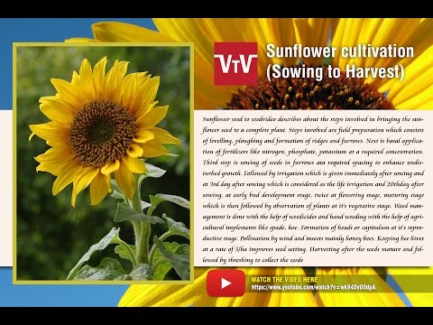 how to fertilize sunflowers