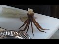 Live Squid Sashimi