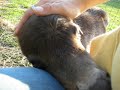 Mocha the mini horse