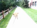 a virtual dog walk - Rochester Hills Public Library a virtual dog walk - Rochester Hills Public Library
