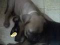 Bullmastiff video