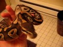 my mojave ball python my mojave ball python