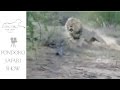 Kruger Park lion charge