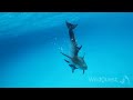 Dolphin Tales - November, December 2012