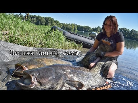 видео на что ловится сом видео на что ловится сом