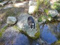 Norton, the Boston Terrier, testing his seamanship.