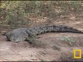 savage-tree-crocodile-crocodile-monitor.html
