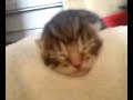 4 day old kitten - Squeeking