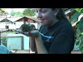 Tarsier - the smallest monkey in the world! Tarsier - the smallest monkey in the world!