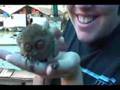 Tarsier - the smallest monkey in the world!