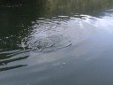 Lake Fly Fising for Rainbows (Japan 2008): Vol.1