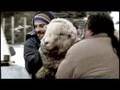 BORN & BRED - UK Trailer