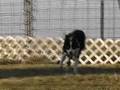 Doozie Border Collie Herding