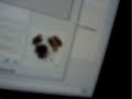 make-windows-look-like-mac-osx-or-vista.html