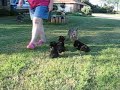 Schnorkie Puppies 4