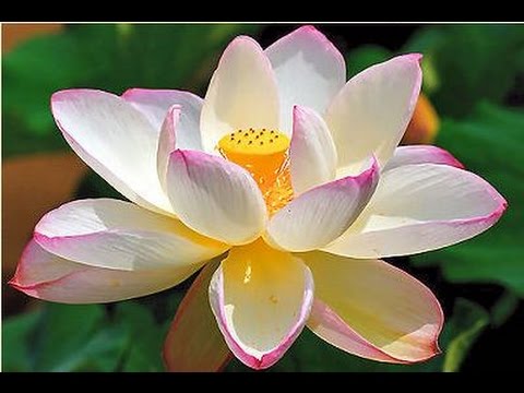 How to grow/propagate Lotus from root and view its plantation.