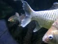 Huge Barbs and Arowana tank / Gro�barben und Gabelbart @ Aquazoo [2/2]