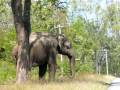 videos de THE FAMOUS ELEPHANT OF BANDIPUR - MR.SINGLE TUSK - NOW DEAD