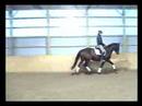 Horse for sale - Oldenburg mare in Ontario