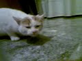 Gatto starnutone