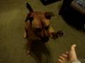 Zoey dog tricks