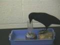 videos de Bird gets his treat