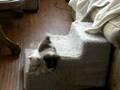 Wartenas Chihuahuas up and down puppy stairs
