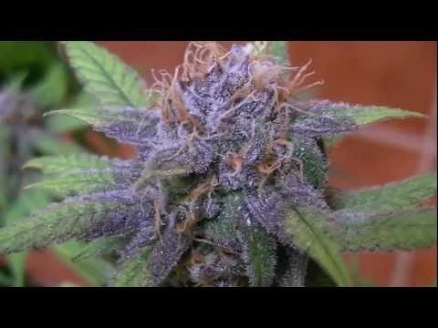 how to turn your weed purple