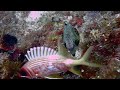 Trunkfish