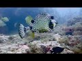 Trunkfish