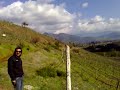 Vi�edo Piedmont. Venta en Chile