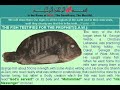mucize de?il,her?ey Yaradan? g�steriyor-muhte?em kareler-sup