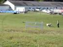 Sheepdog Trials 2