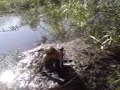 Lumpi im Schlamm