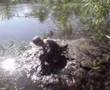 Lumpi im Schlamm