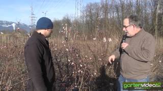 #931 Winterschneeball - Standort Schnitt und Blüten (Viburnum bodnantense) 