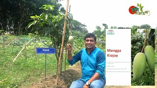 কিউজাই আম- Kiojay Mango-...