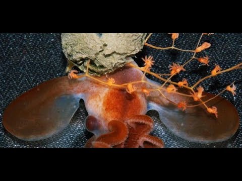 Wissenschaftliche Sensation: Forscher beobachten Tiefsee-Oktopus beim Schlüpfen