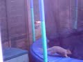 when i jump on my trampoline i see a squirrel watching me.4 in the morningi hear noises i look and see a squirral.i could not capture the cool bits because i ran out of battery.