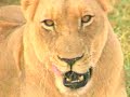 Hoteis de Sun City Africa do Sul