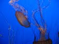 Jellyfish 4 Jellyfish 4