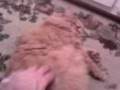 videos de 03-12-08_2030.3gp