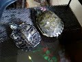 trachemys-scripta-scripta.html