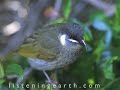 Australian Rainforests - Nature sounds of nature
