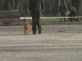 videos de UVP - skusky OB Z chodza pri nohe - skratene