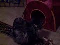 Farting Cat House