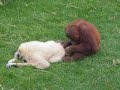 Monkey Lovin'