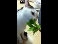 草ハムハム。サンチュ大好き捨て猫スーキー サンチュ